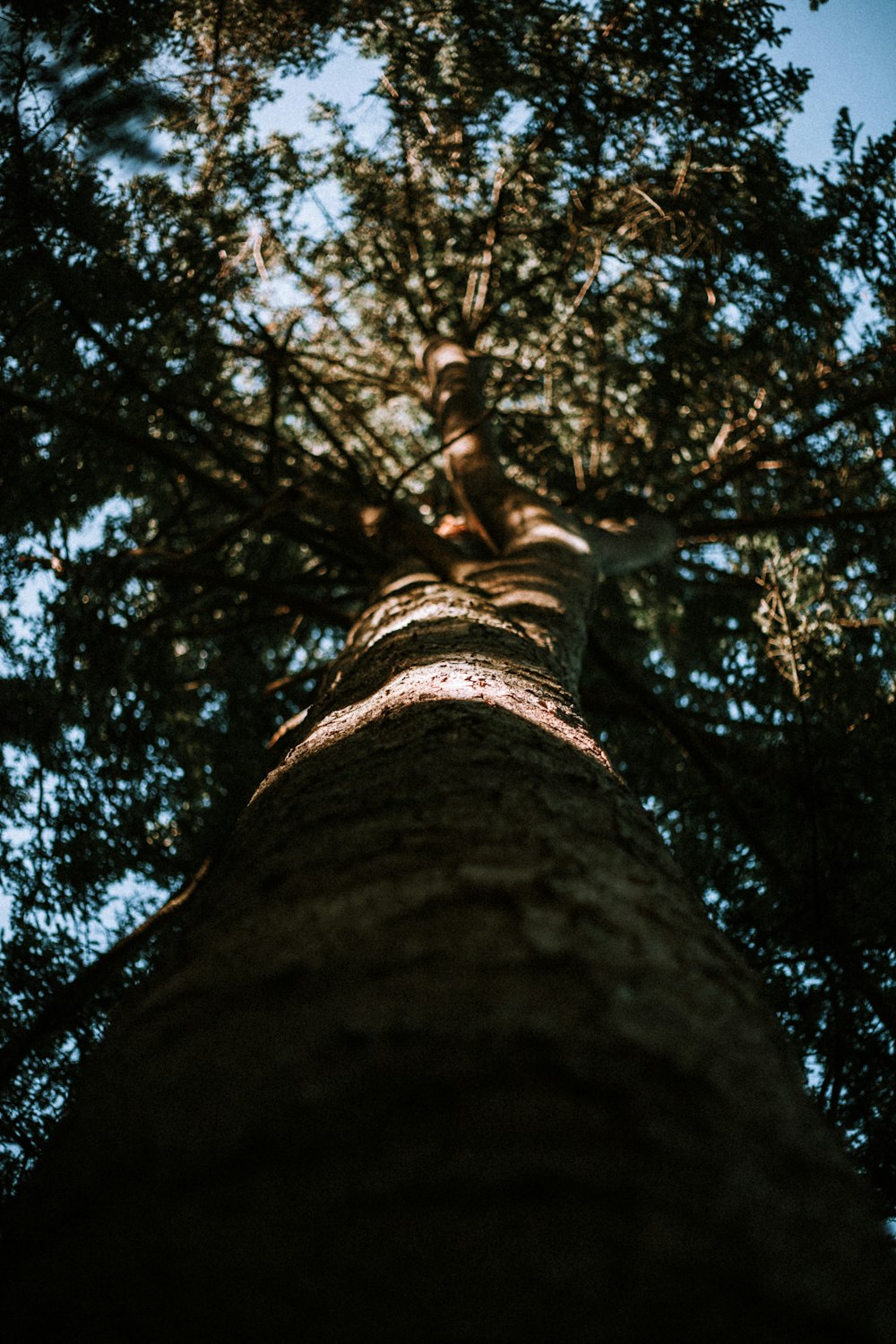 looking up at the top of a tall tree