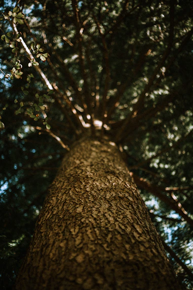 a close up of a tree trunk with a sky background