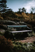 A cozy wooden bench set among lush green trees.