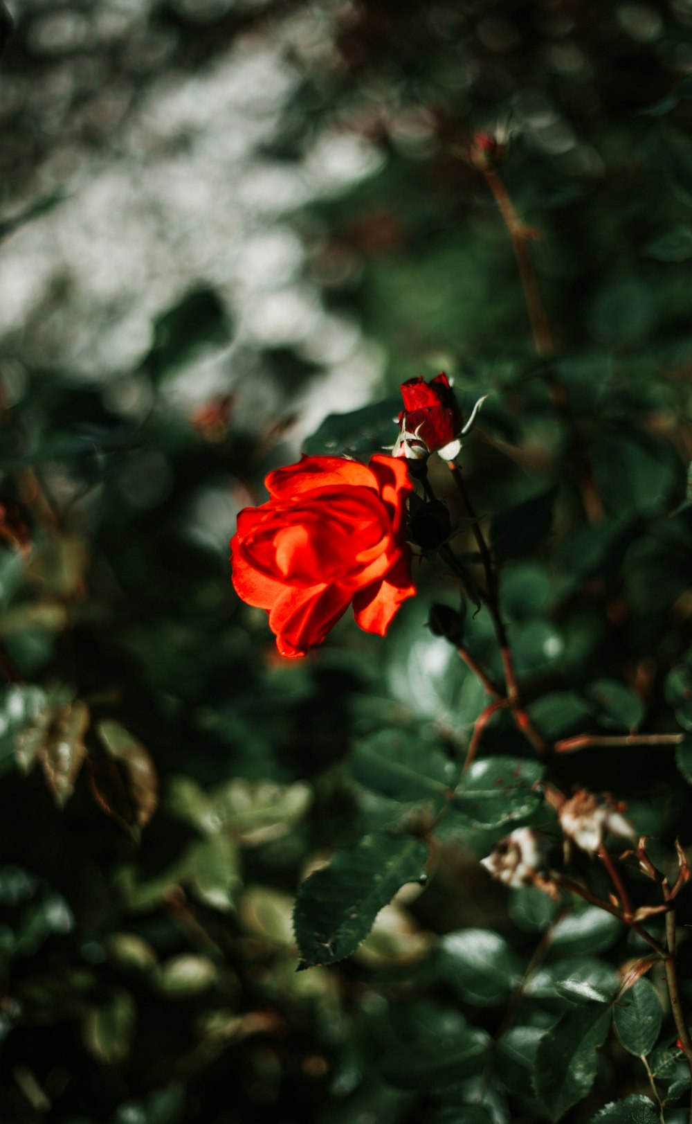 a single red rose in the middle of a bush