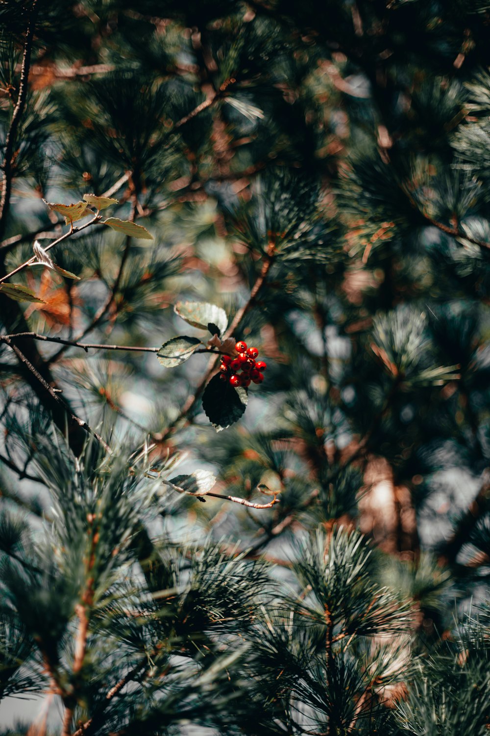 a red berry on a branch of a pine tree