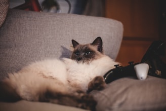 A fluffy cat with a light cream and brown coat is lounging on a gray couch. The cat appears relaxed and is lying near a black gaming controller.