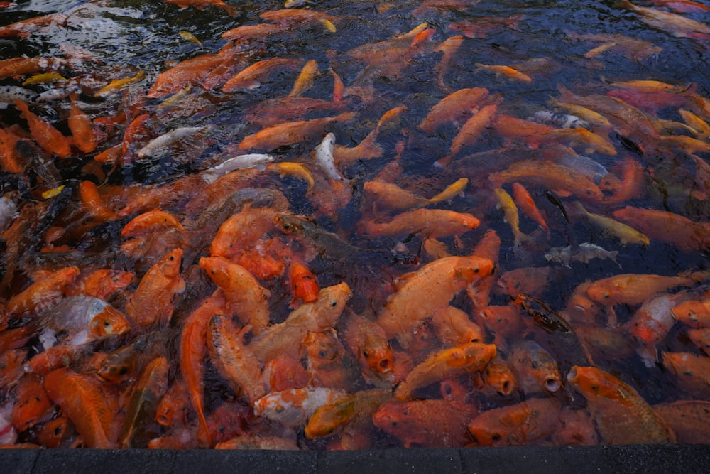 a lot of fish that are in the water