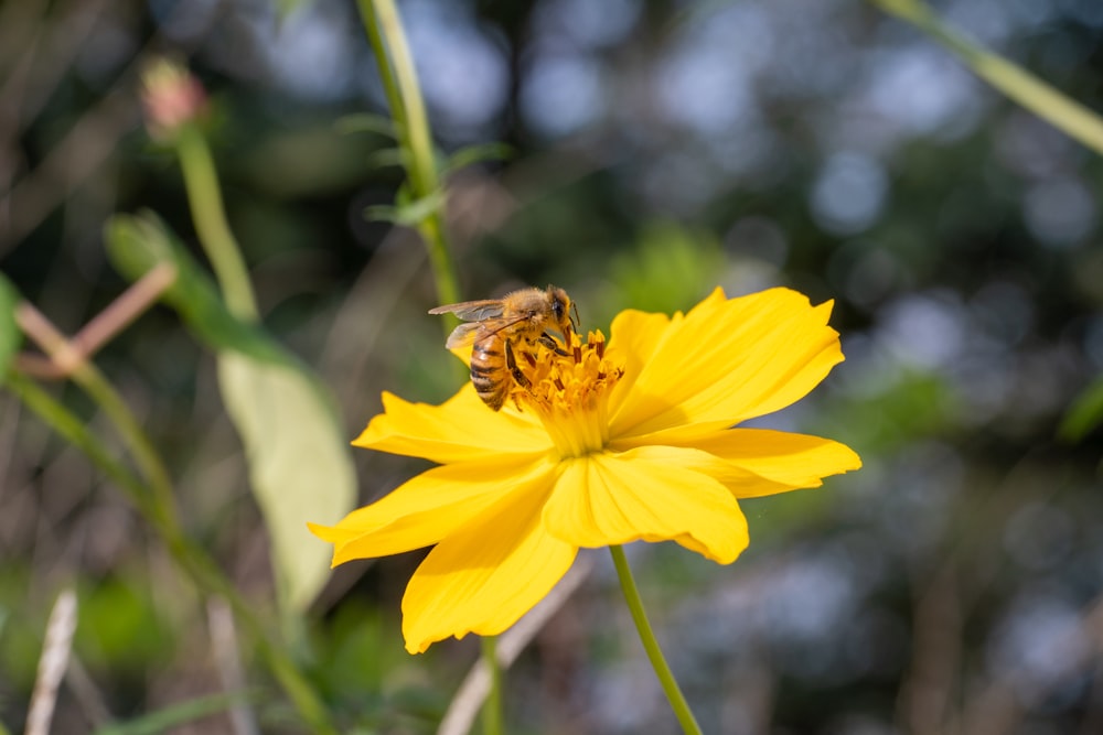 a bee is sitting on a yellow flower