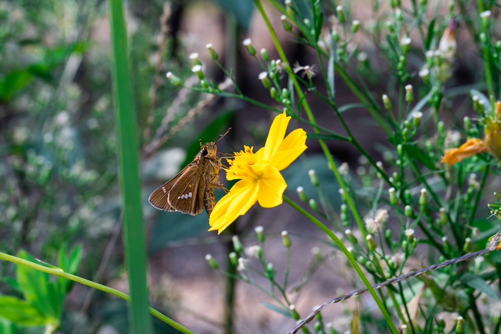 a brown and white butterfly on a yellow flower