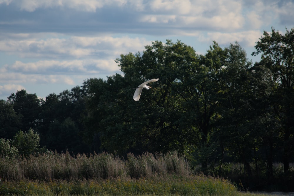 a white bird flying over a lush green forest