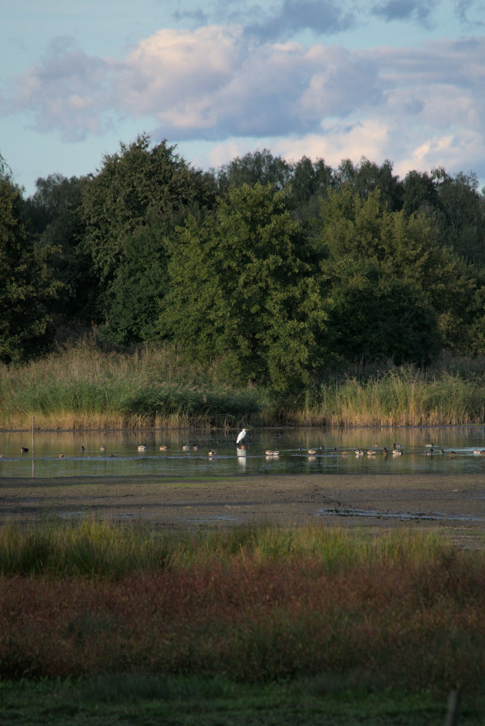 a flock of birds standing on top of a lake