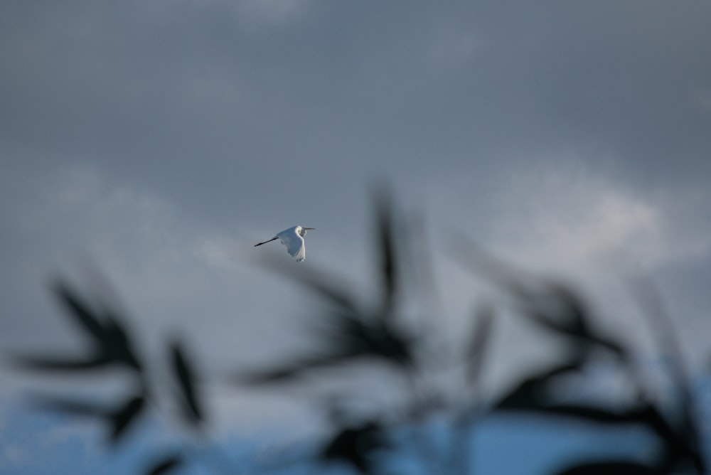 a white bird flying through a cloudy sky