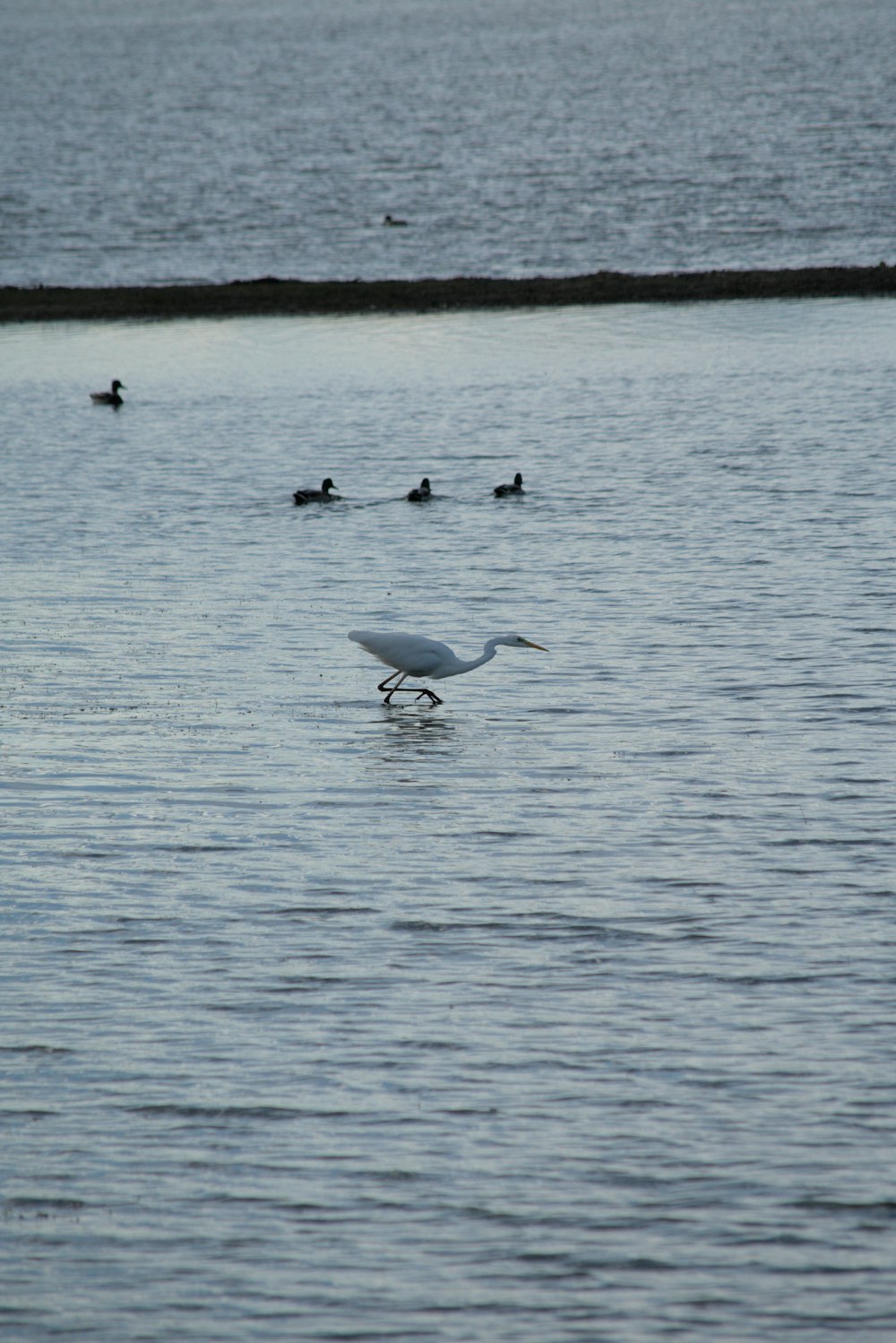 a white bird standing on top of a body of water