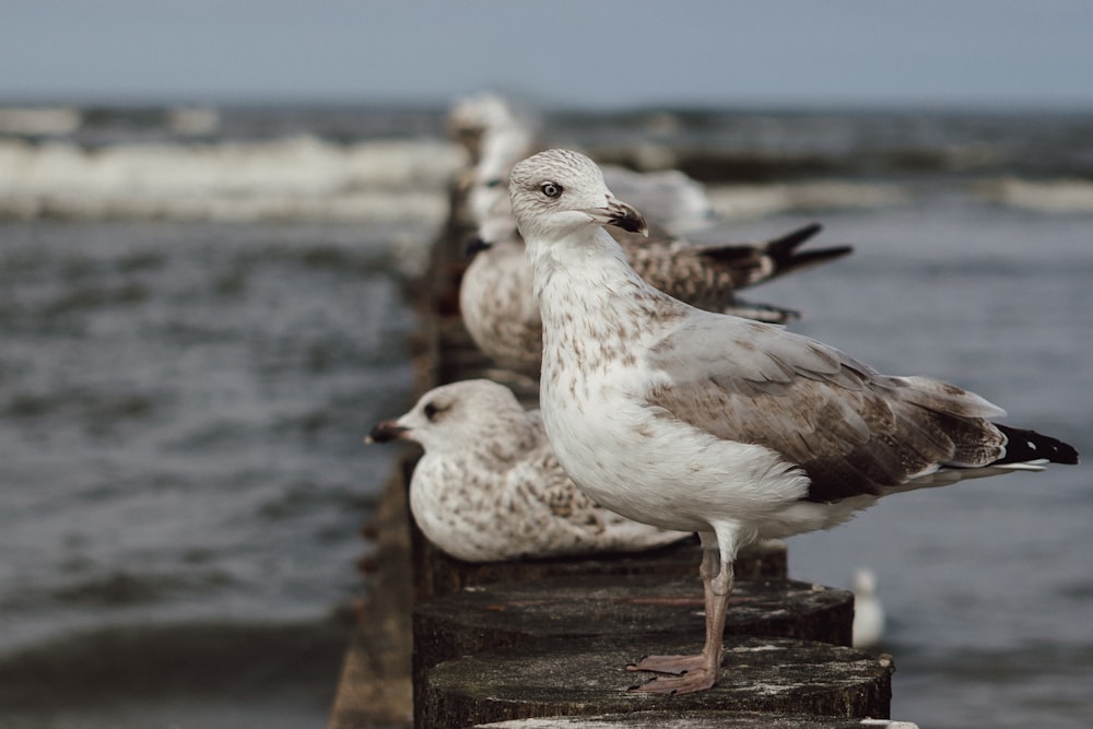 a group of seagulls sitting on a wooden dock