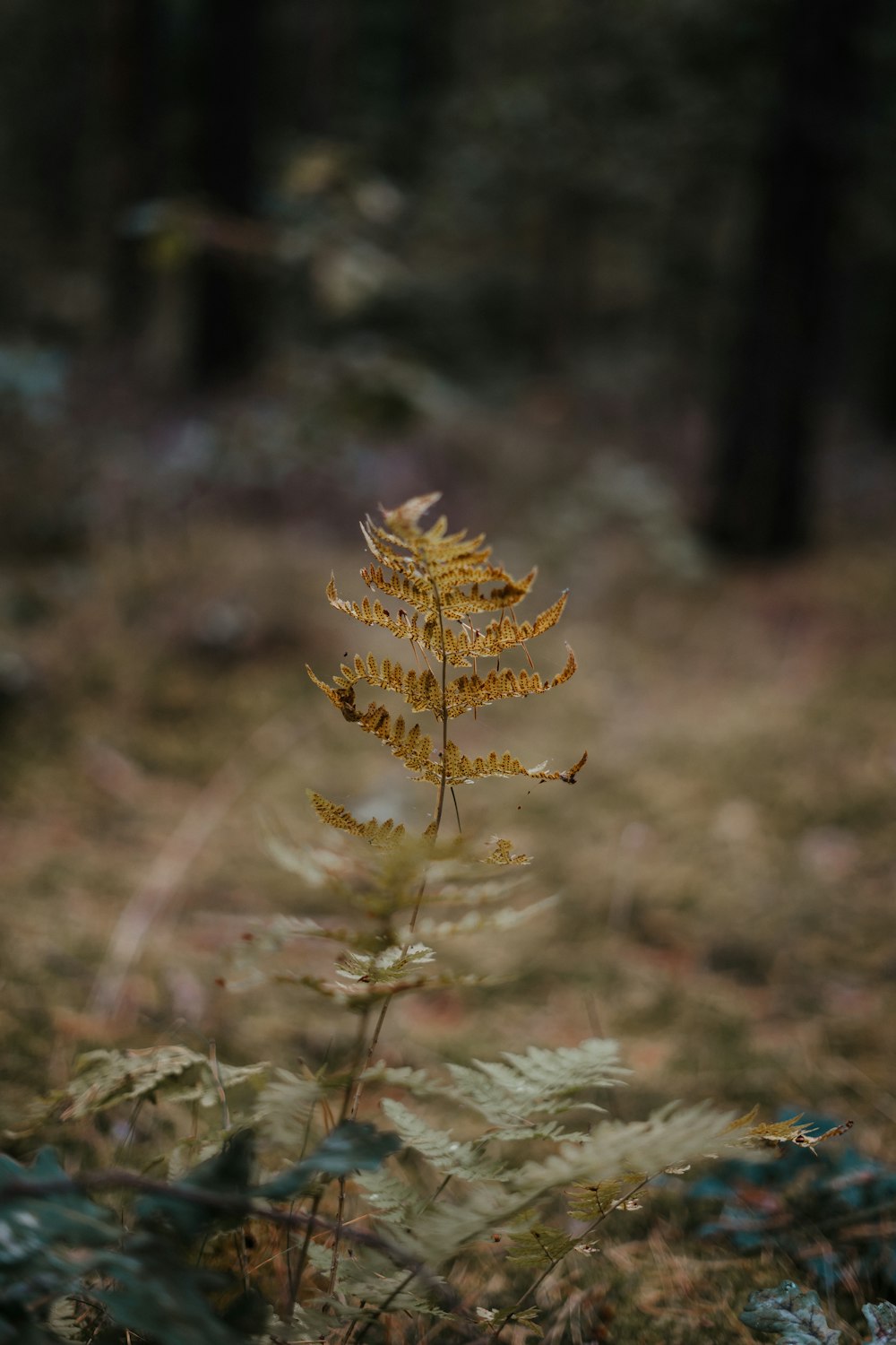 a yellow flower in the middle of a forest