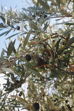 Branches of an olive tree laden with dark olives, surrounded by elongated green leaves. The scene is sunlit, highlighting the textures of the foliage and fruit.