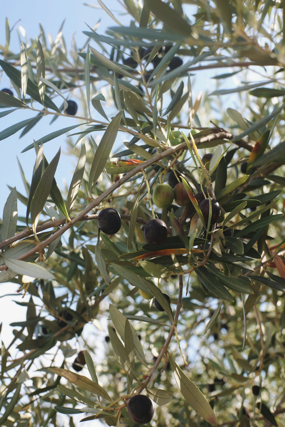 an olive tree with lots of green olives