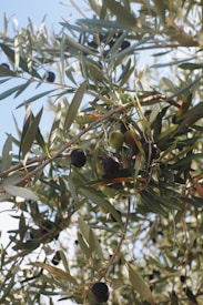 Branches of an olive tree laden with dark olives, surrounded by elongated green leaves. The scene is sunlit, highlighting the textures of the foliage and fruit.
