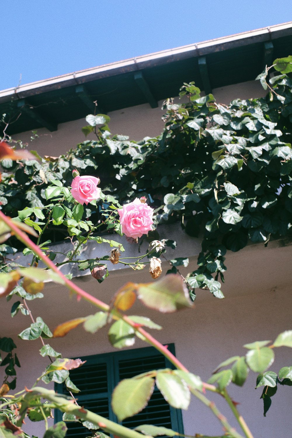 a pink rose is blooming on the outside of a building