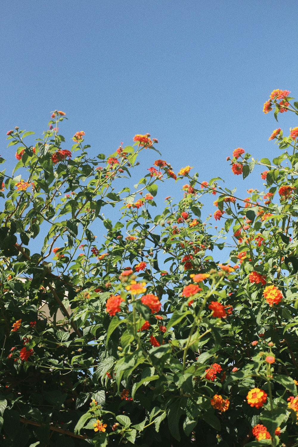 オレンジや黄色の花がたくさん咲く木