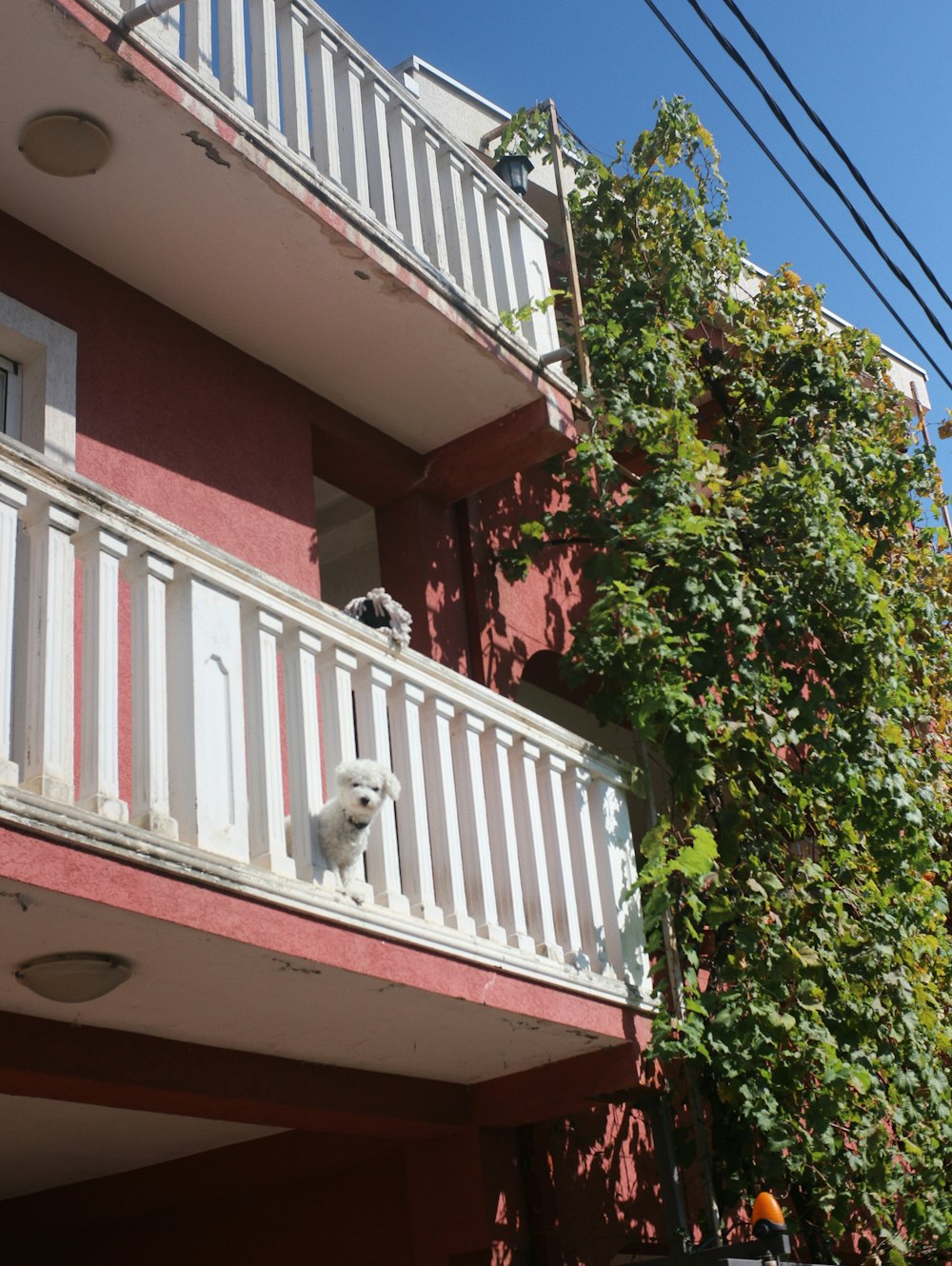 a white dog standing on the balcony of a pink building