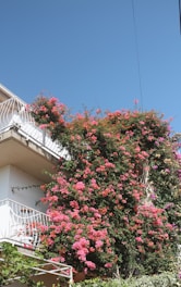 a building with a bunch of flowers growing on it
