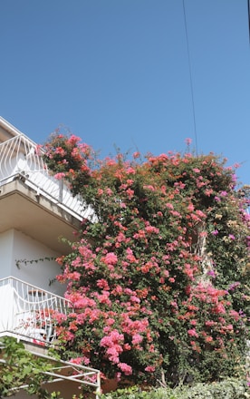 a building with a bunch of flowers growing on it