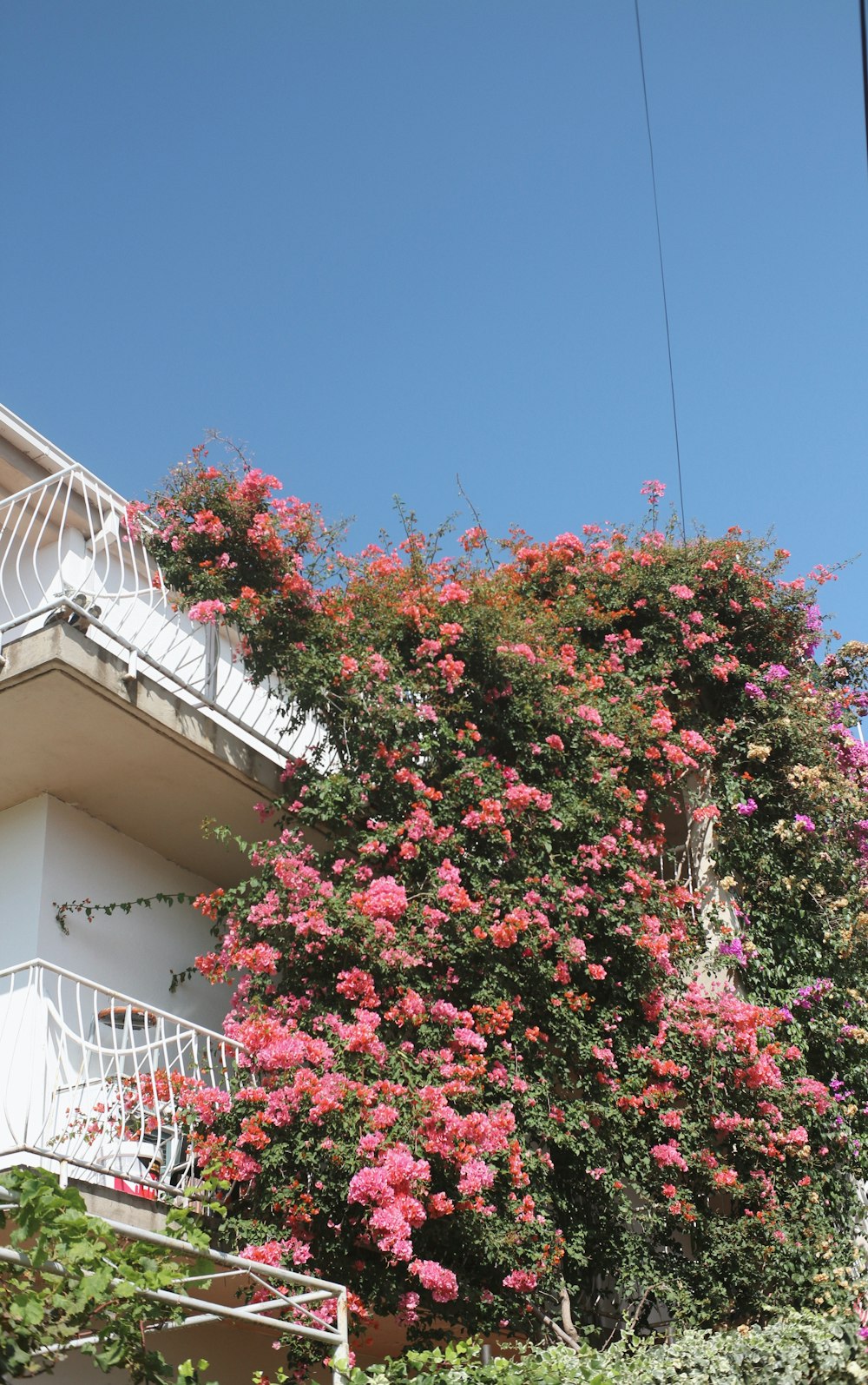 a building with a bunch of flowers growing on it