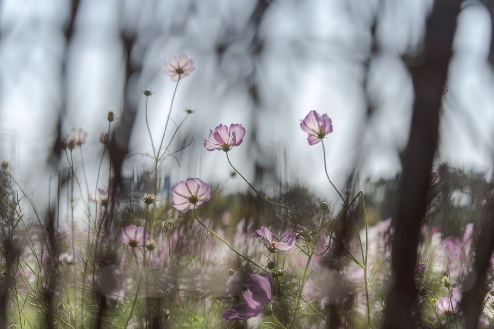 a field full of purple flowers with trees in the background