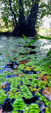 Close-up of a pond with clear water and freshly cleared pond weeds.