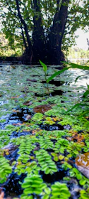 Close-up of a pond with clear water and freshly cleared pond weeds.