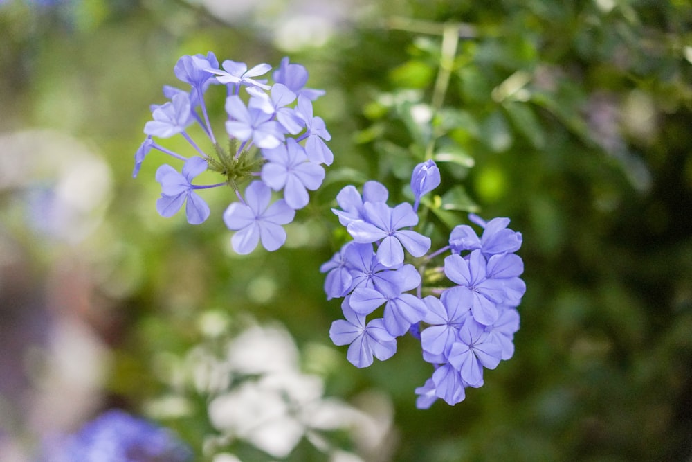 a bunch of blue flowers that are in the grass