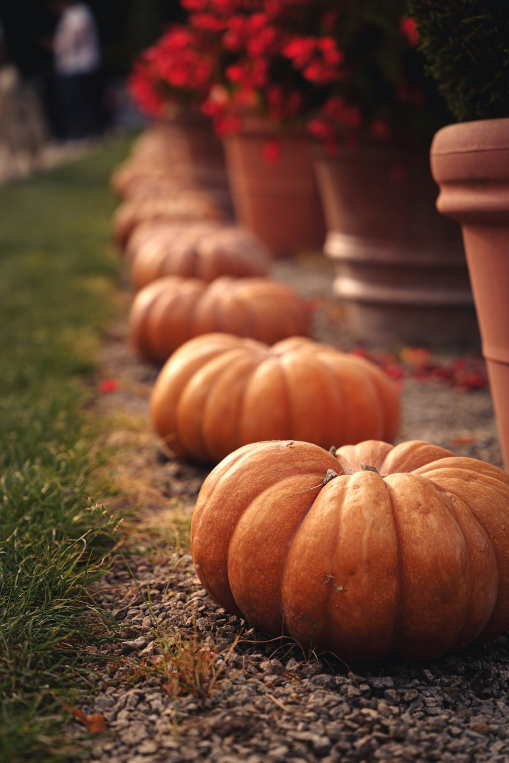 a row of pumpkins sitting on top of a grass covered field