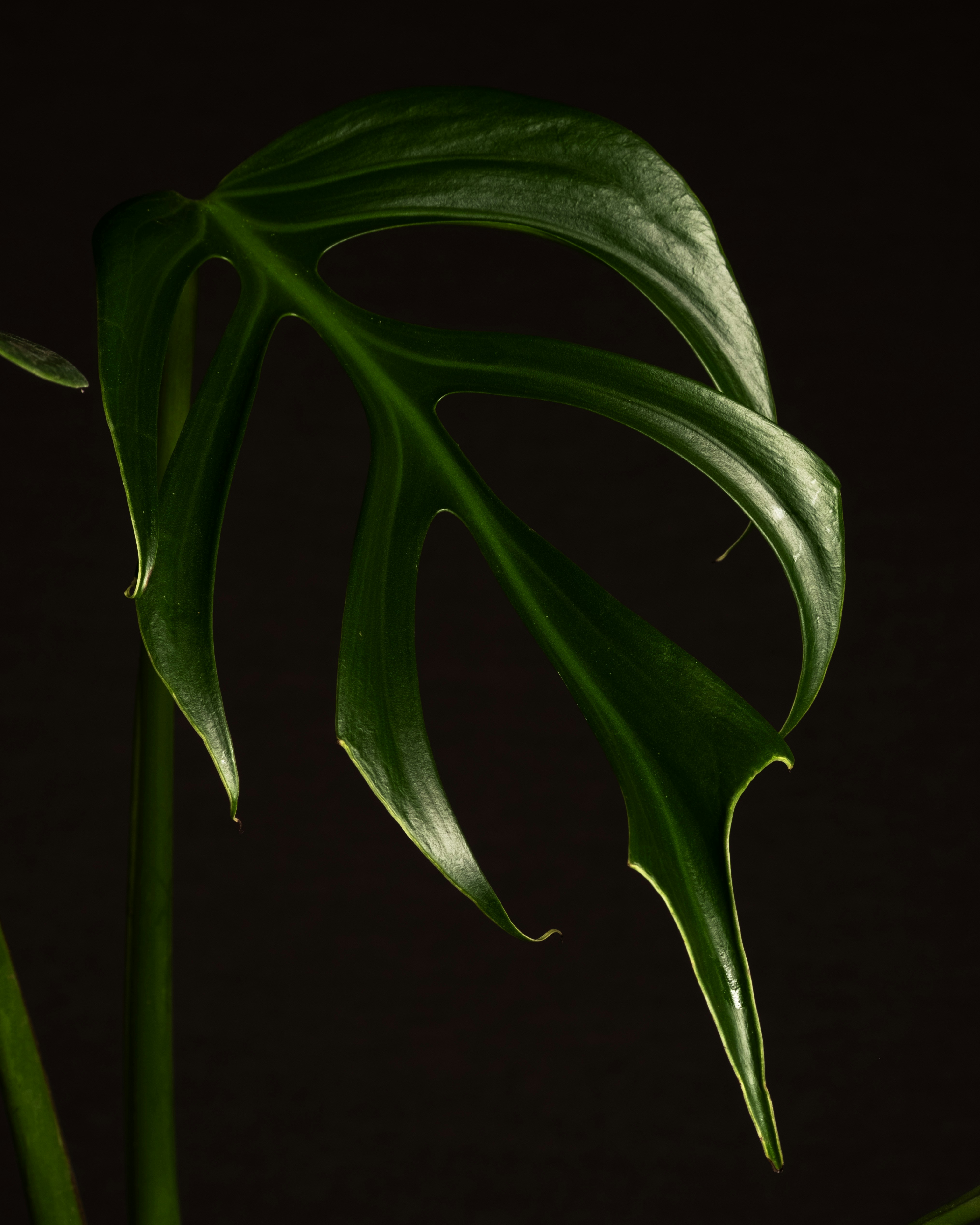 Photo by feeypflanzen