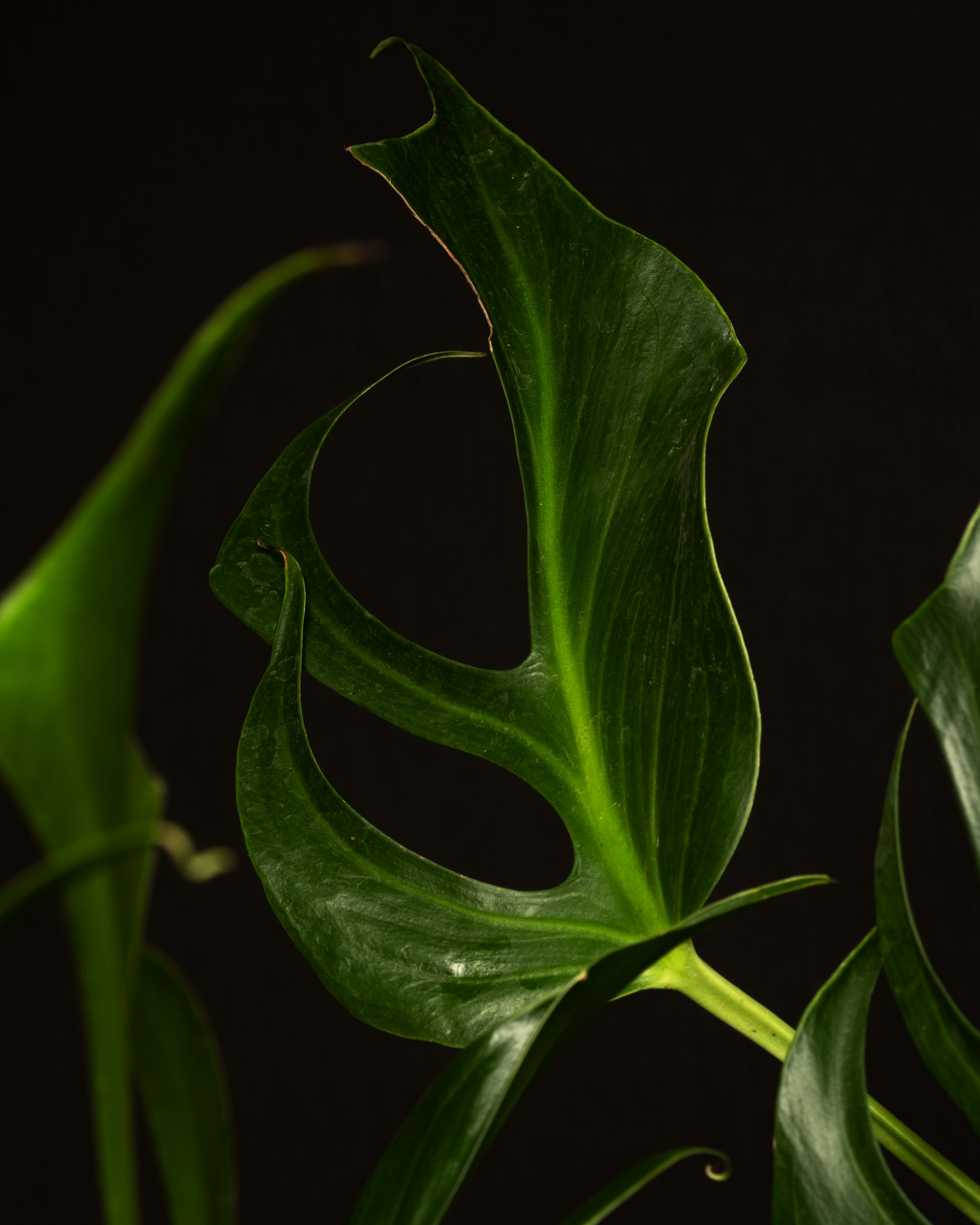 Photo by feeypflanzen