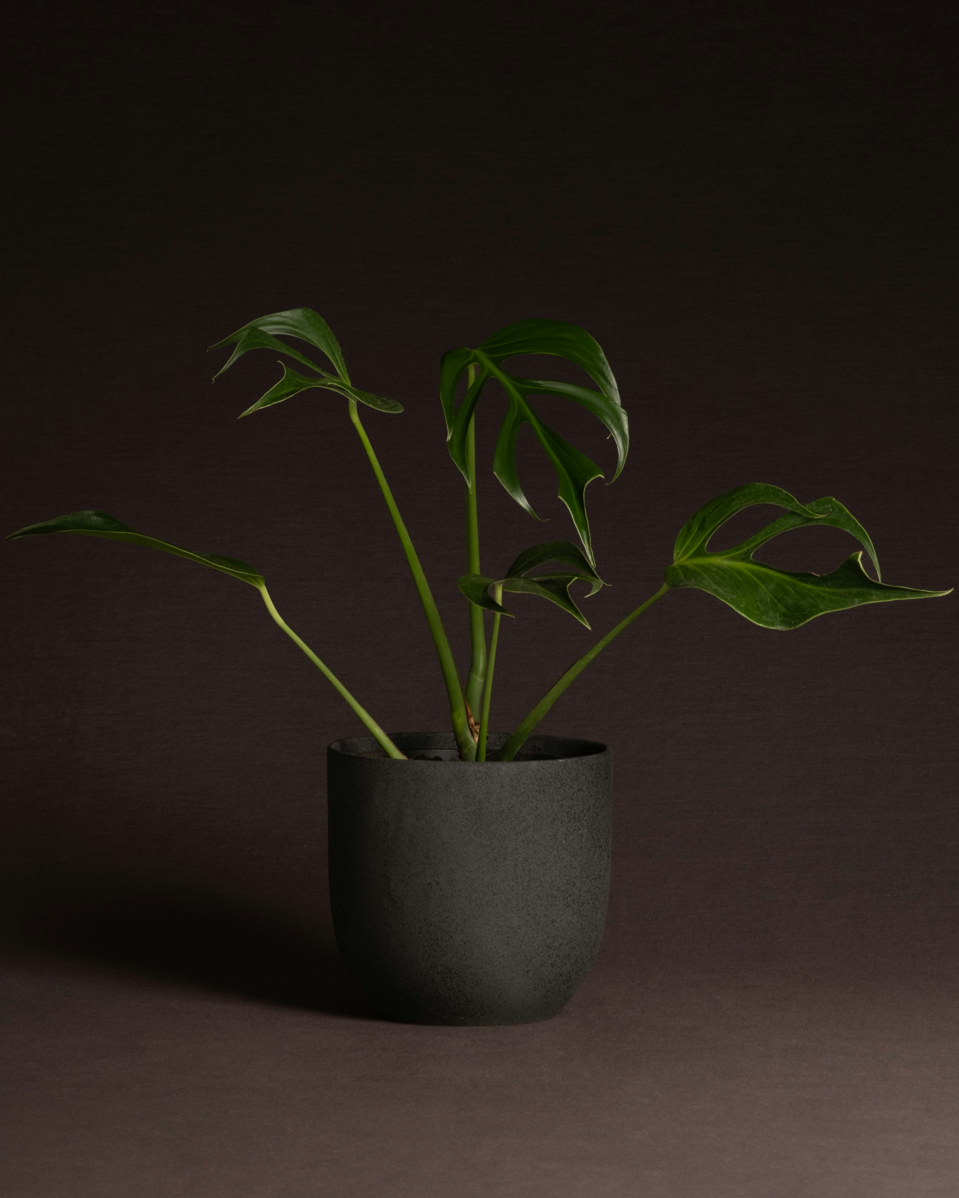 Photo by feeypflanzen