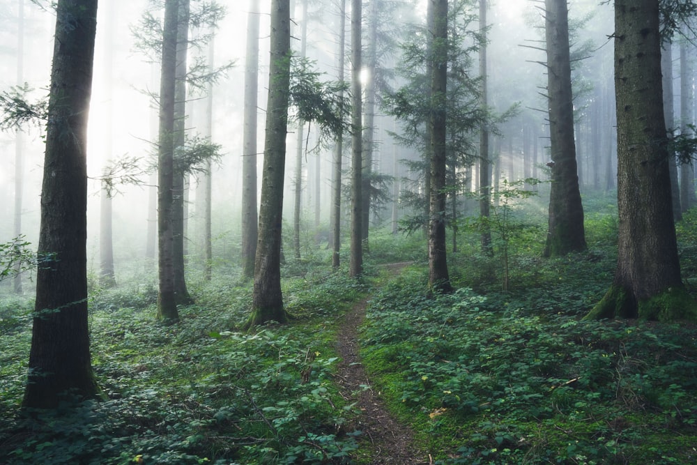 a path in the middle of a forest