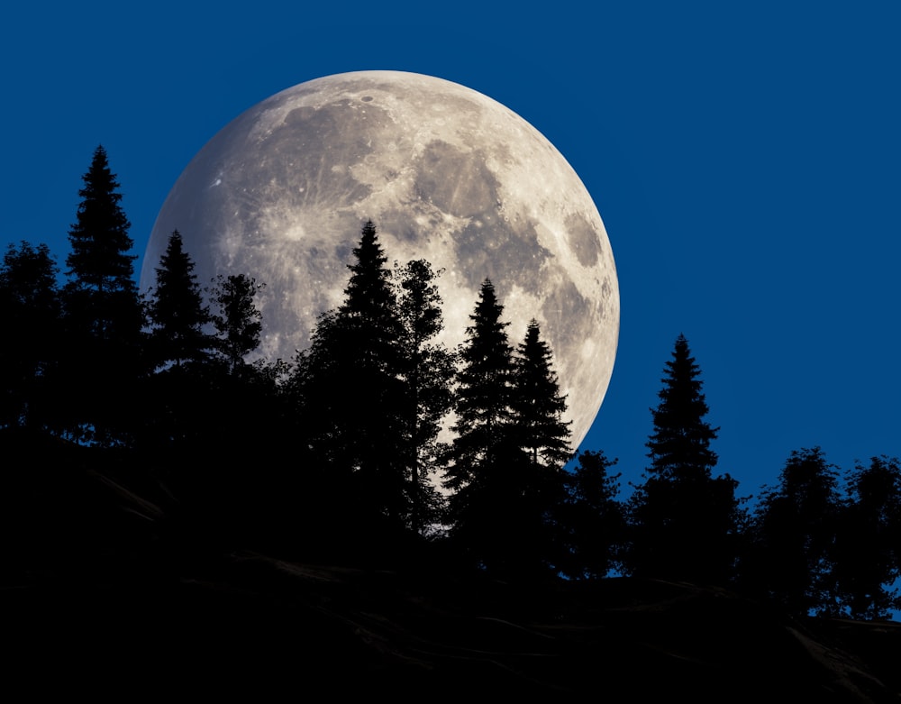 Hinter einigen Bäumen ist ein Vollmond zu sehen