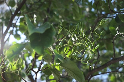 Sunlight filtering through leaves over a thriving agroforestry plot.