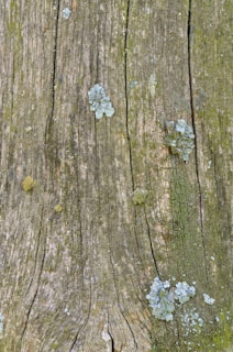 A weathered wooden surface with patches of mold and lichen, telling a story of natural decay and growth.