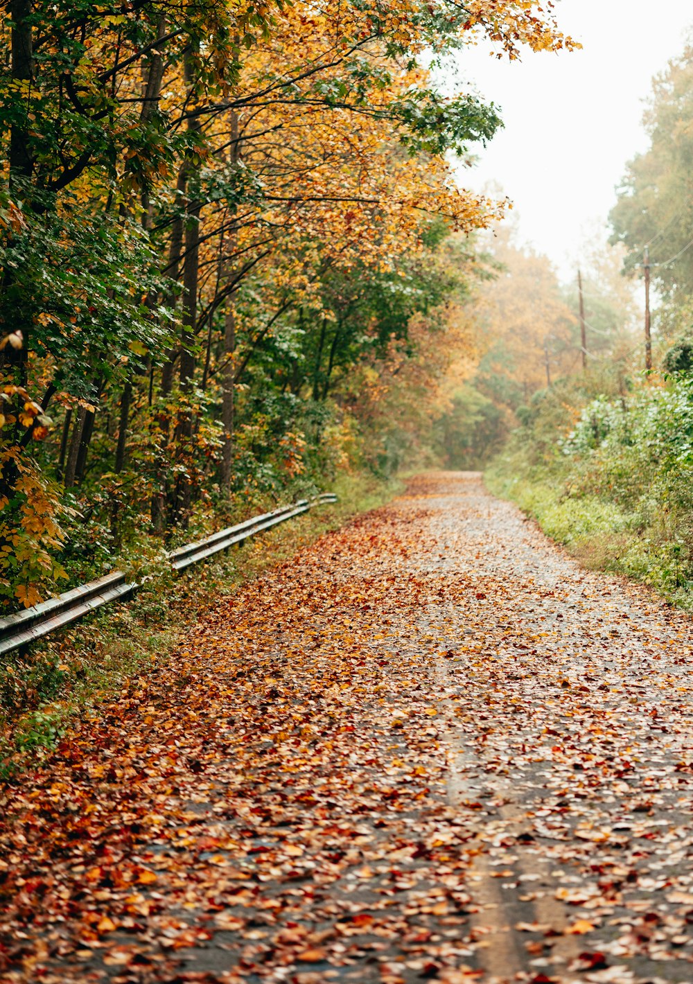 a leaf covered road in the middle of a forest