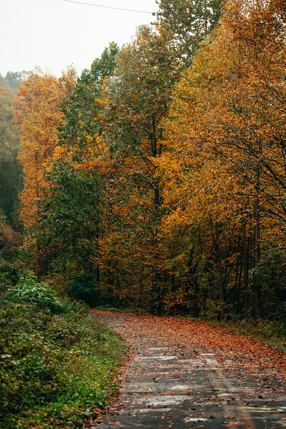 a dirt road in the middle of a forest