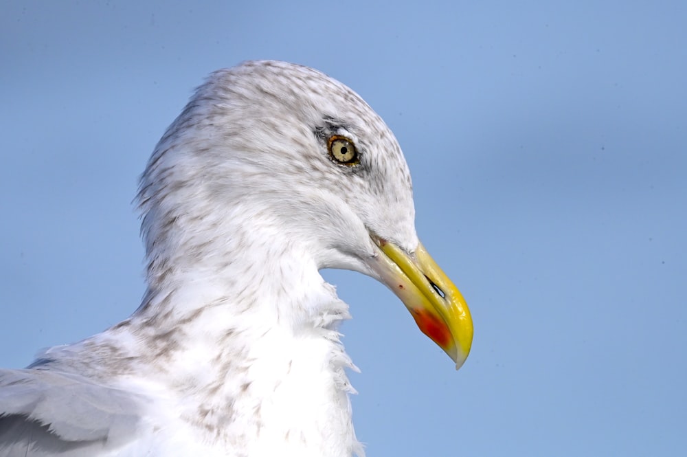 a close up of a bird with a yellow beak