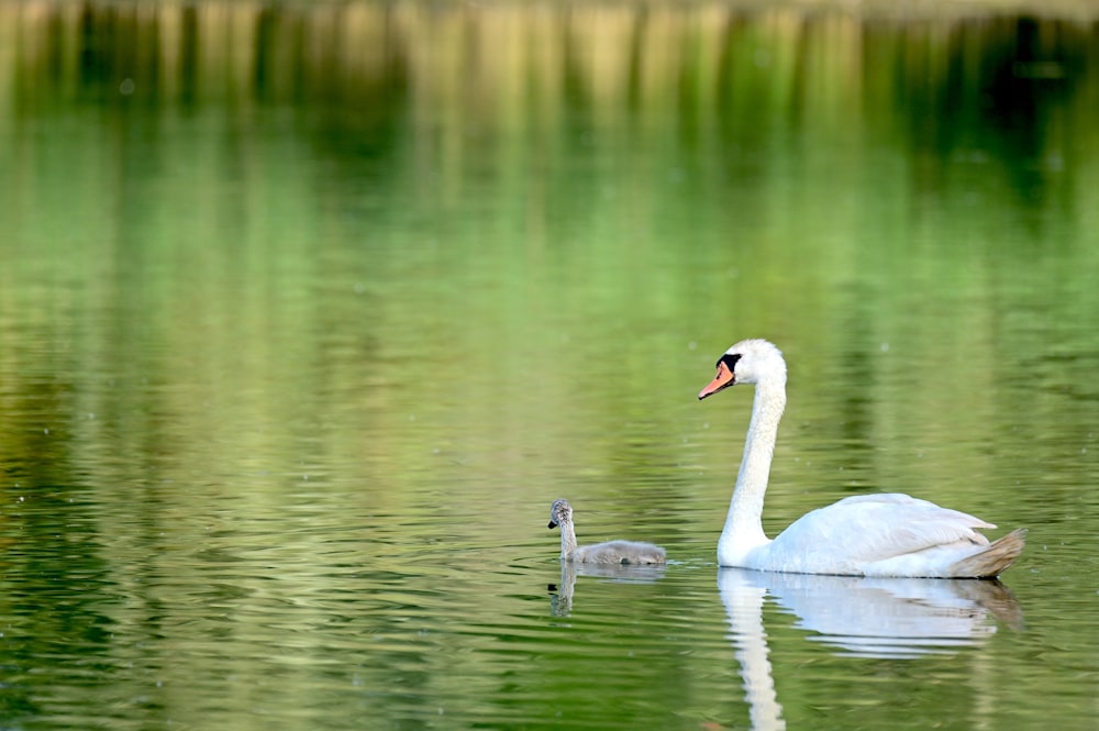 a mother swan and her offspring swimming in a pond