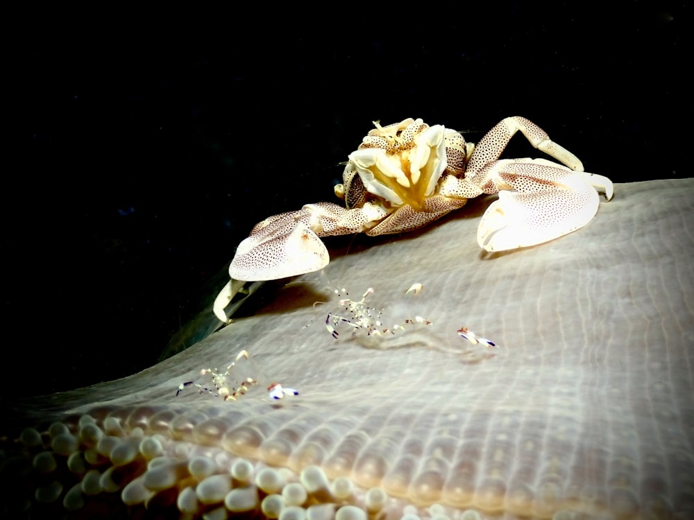 a close up of a crab on a rock