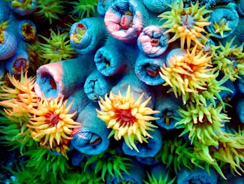 Colorful marine coral with vibrant yellow and orange polyps against a backdrop of blue tube-like structures, displaying intricate details of underwater life.