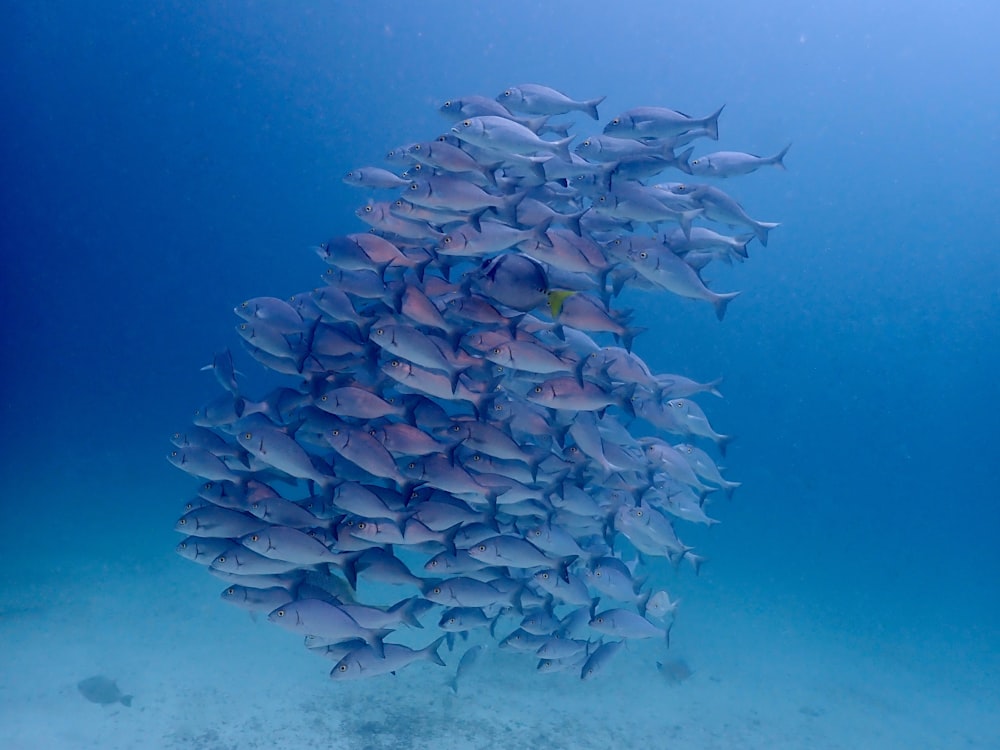 um grande cardume de peixes nadando no oceano