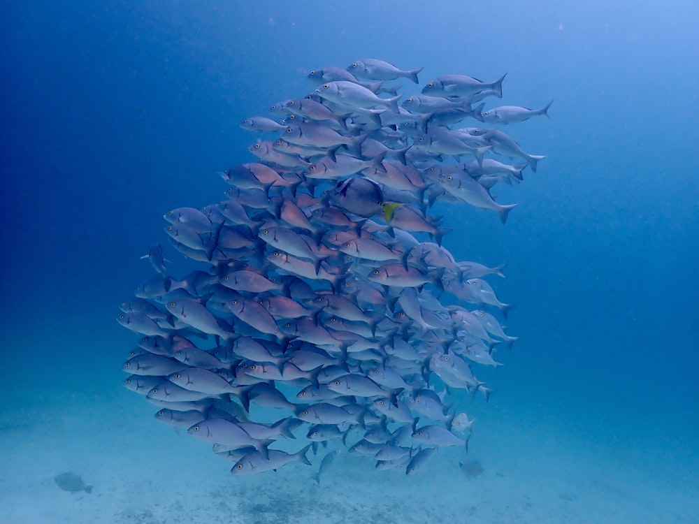 Un grande banco di pesci che nuotano nell'oceano