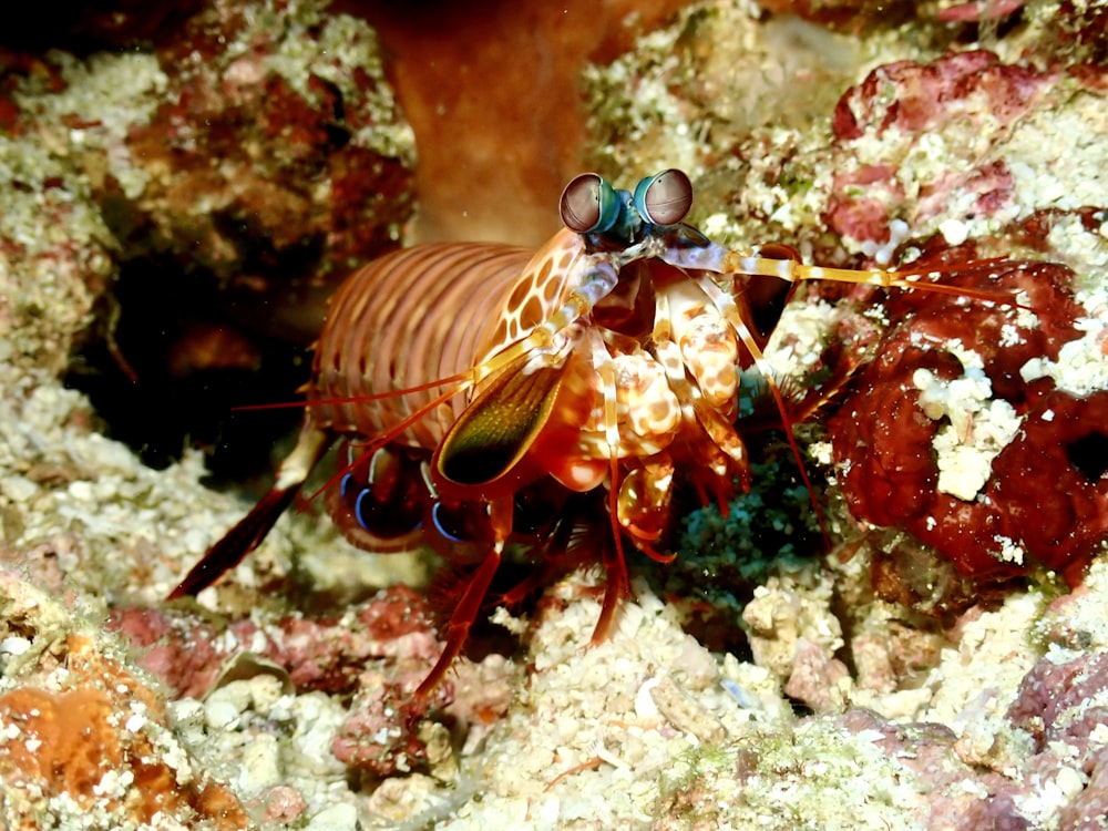 a close up of a bug on a rock