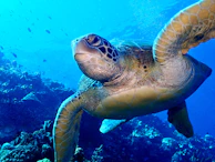 A sea turtle swimming happily alongside a small monkey with a bright background.