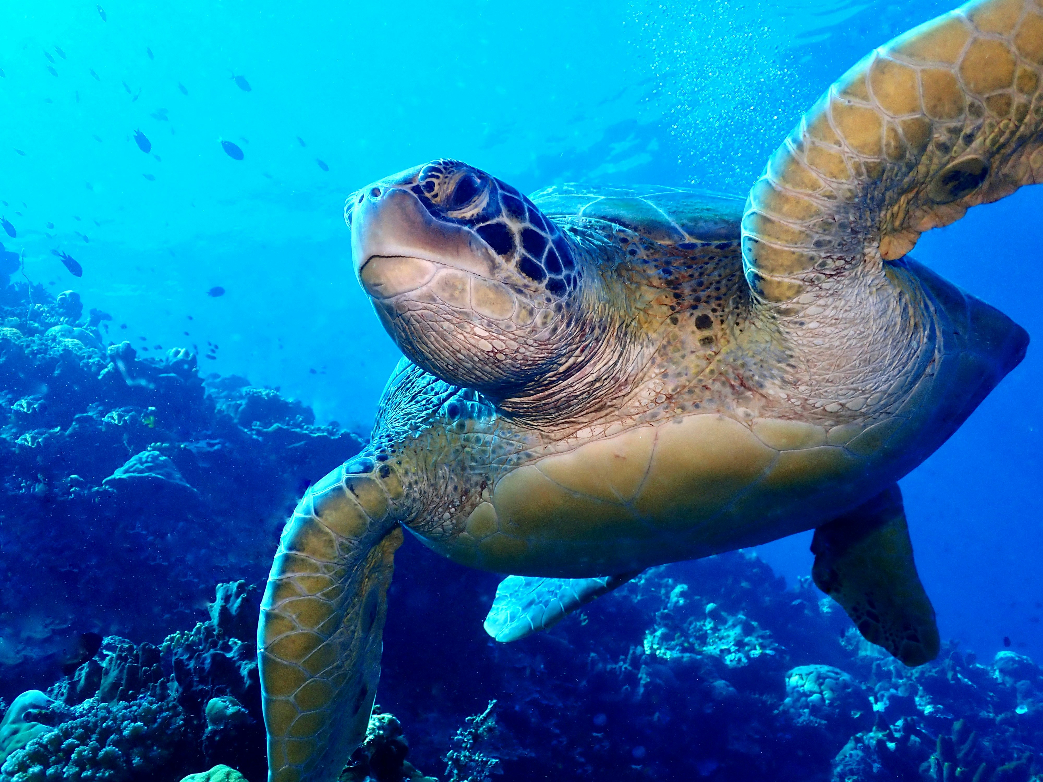 a green turtle swimming over a coral reef