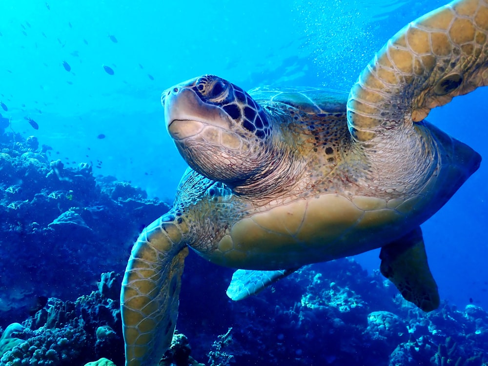 a green turtle swimming over a coral reef