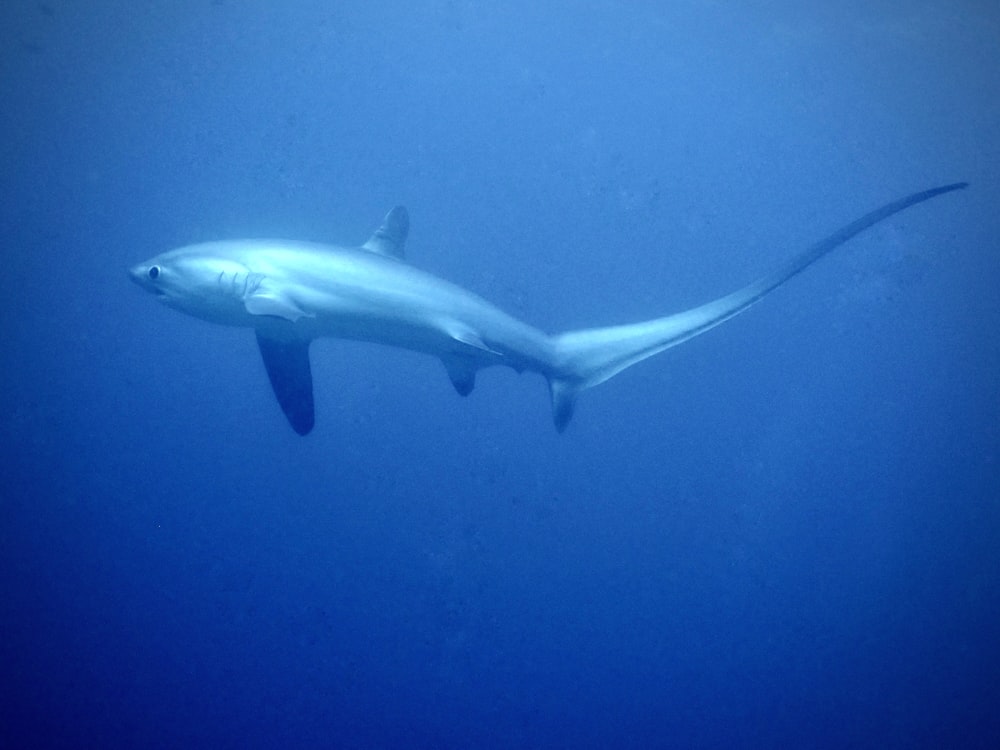 a large white shark swimming in the ocean