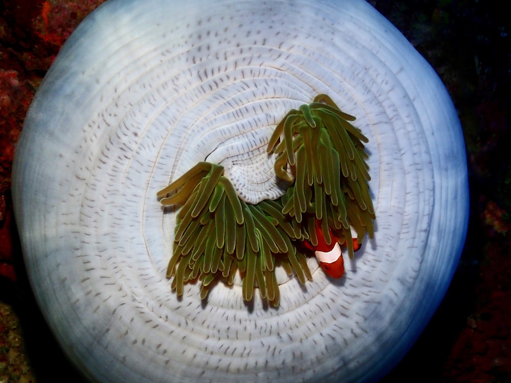 a close up of a frisbee with two birds on it